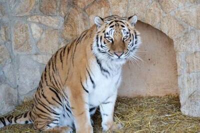 Любят русскую зиму: в рязанском зоопарке рассказали о тиграх