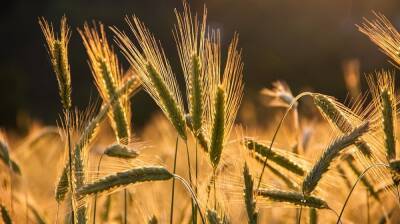 Воронежская область в 2021 году отправила на экспорт 150 тыс. тонн зерна