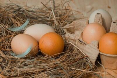 Чем белые яйца отличаются от коричневых: развенчан популярный миф