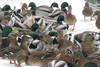 В Курскую область на зимовку прилетели свыше 3 тысяч водоплавающих птиц