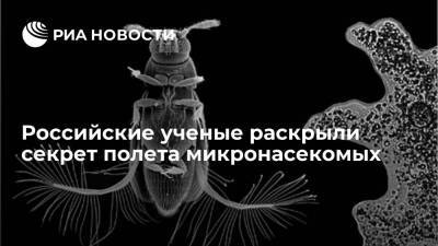 Биологи сняли на видео детали сверхбыстрого полета самого миниатюрного жука