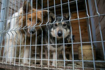 В Иркутске отловом бездомных собак займется приют, который обвиняли в убийстве животных