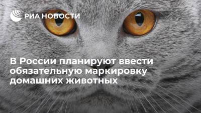Депутат Госдумы Бурматов: домашних питомцев включат в законопроект о маркировке животных