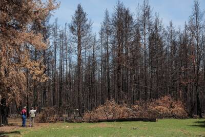 Прокуратура запретила властям вырубать лес в Карагайском заказнике