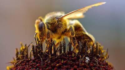 В Великобритании пчел поселили в жилые дома ради восстановления их популяции