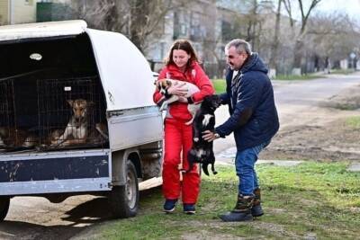 В Буденновском округе Ставрополья возобновили отлов бездомных собак