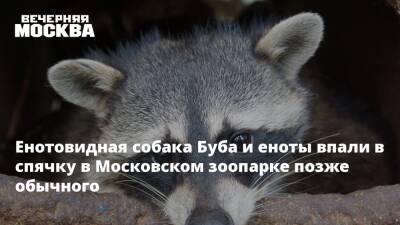 Енотовидная собака Буба и еноты впали в спячку в Московском зоопарке позже обычного