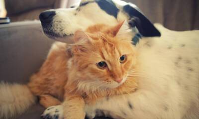 Кошек и собак включат в законопроект об обязательной маркировке животных
