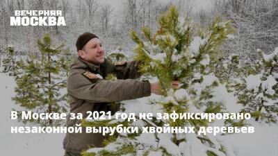 В Москве за 2021 год не зафиксировано незаконной вырубки хвойных деревьев
