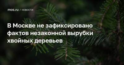 В Москве не зафиксировано фактов незаконной вырубки хвойных деревьев