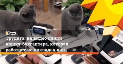 Трудяга: на видео сняли кошку-бухгалтера, которая работает не покладая лап