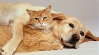 В Госдуме раскрыли детали инициативы о введении учёта домашних животных