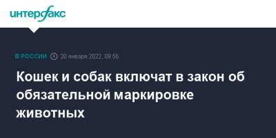 Кошек и собак включат в закон об обязательной маркировке животных