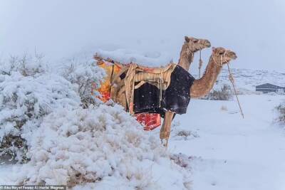 В пустыне Сахара выпал снег: кадры редкого явления
