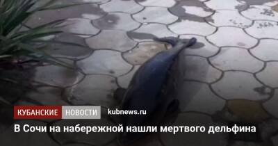 В Сочи на набережной нашли мертвого дельфина