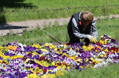 В Петербурге зацветут более 4,5 млн цветов