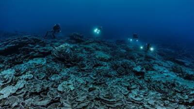 У берегов Таити нашли «первозданный» коралловый риф