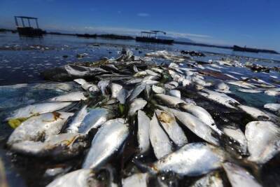 В Тверской области выяснили причину массовой гибели рыб в реке