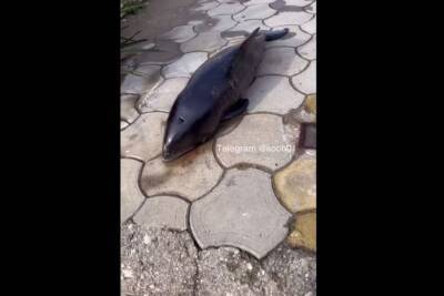 Во время шторма в Сочи на набережную выбросило дельфина