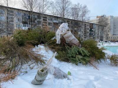 Более 9 тыс. новогодних елок собрали для переработки в Петербурге
