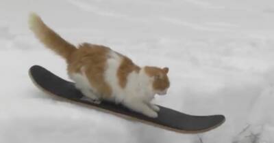 Прыгающий с трамплинов кот-сноубордист стал блогером-экстремалом - ren.tv