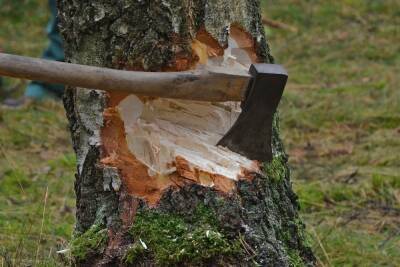 В Воронежской области расследуют факт избиения мужчины за срубленное дерево