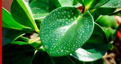Как избавиться от известкового налета на листьях комнатных растений: проверенные способы