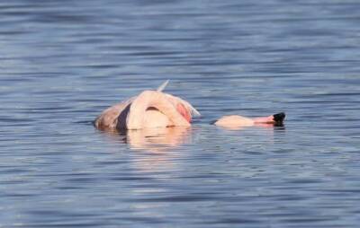 Фламинго погиб от свинца
