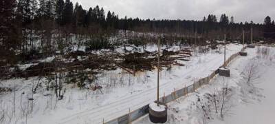Масштабная вырубка леса прошла на Старой Кукковке в Петрозаводске (ФОТО)