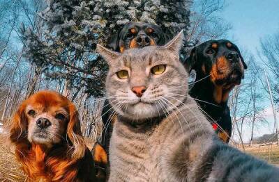 Российских владельцев кошек и собак обяжут их промаркировать, в том числе чипами
