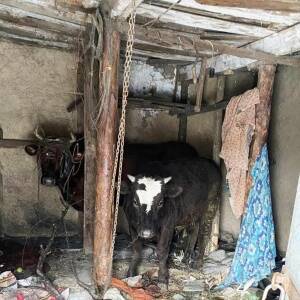 В запорожском селе за кражу коровы и теленка задержали 18-летнего парня. Фото