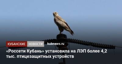 «Россети Кубань» установила на ЛЭП более 4,2 тыс. птицезащитных устройств