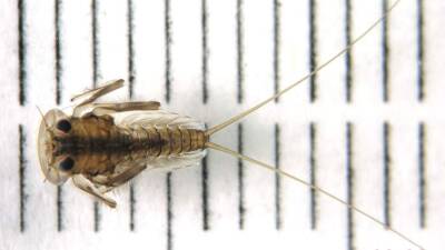 Ученые открыли первых в мире разрушающих скалы пресноводных насекомых