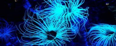 Биологи НИИ аквариума Монтерей-Бей показали глубоководные организмы, светящиеся под водой