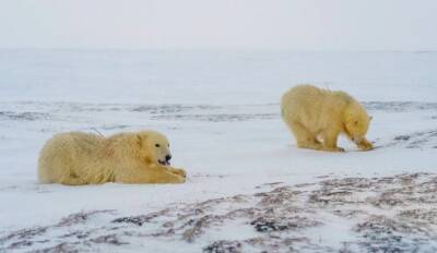 Вернувшихся в вахтовый поселок Ямала белых медведей вышлют вертолетом на другой полуостров