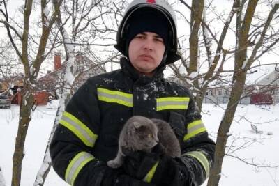Белгородские спасатели помогли застрявшему на дереве коту
