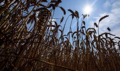 Китай в 2021 году вырастил рекордный урожай зерновых - capital.ua - Китай - Украина
