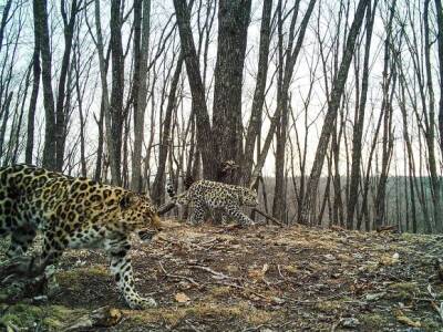 WWF: Строительство газового терминала у границ заповедника в Приморье угрожает леопардам и тиграм
