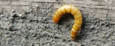 Ученые из Университета штата Северная Каролина: личинки жуков способны прыгать