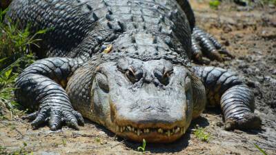 Чучело столетнего крокодила обнаружили в британской школе