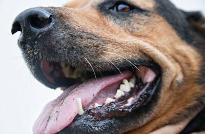 Нижегородца оштрафуют за пса, покусавшего другую собаку