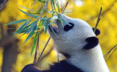 Панды набирают вес на растительной диете из-за бактерий кишечника