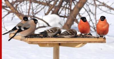 Зимняя идея: как сделать на участке кормушку для птиц своими руками