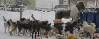 В Якутии выявлено 355 нарушений обращения с бездомными животными