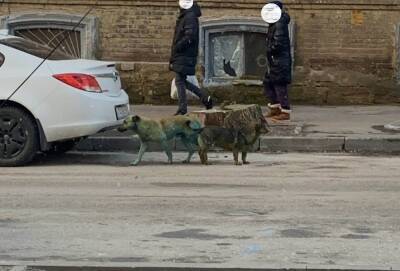 Появление банды синих собак в городе очень насторожила жителей Ростова-на-Дону