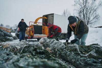 Жители Петербурга и Ленобласти сдали в переработку более 9 000 тысяч елок