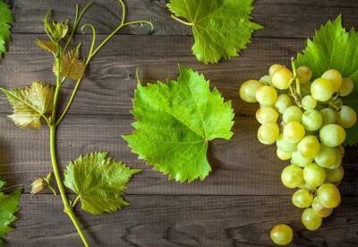 Названы полезные свойства винограда