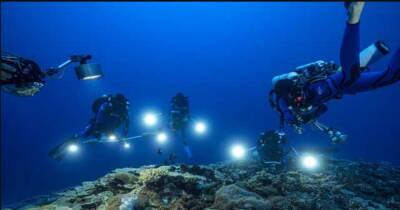 Ученые нашли гигантский коралловый риф, который перевернул их представления об океане (фото, видео) - focus.ua - Украина