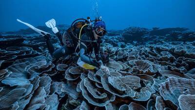 У берегов Таити найден самый большой коралловый риф