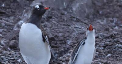 Возле станции "Академик Вернадский" обитают почти 3 тысячи пингвинов